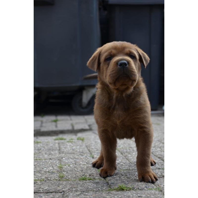 rottweiler sharpei puppy's