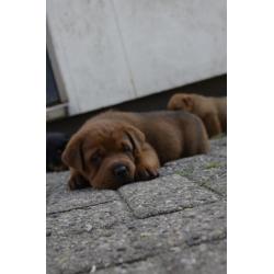rottweiler sharpei puppy's
