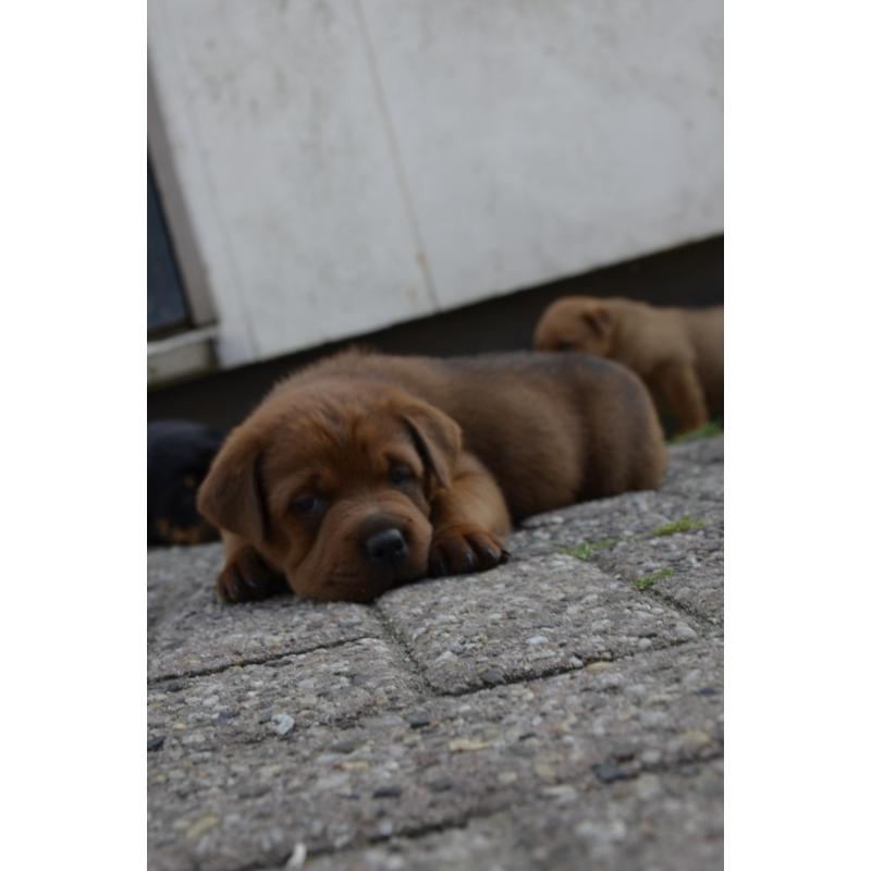 rottweiler sharpei puppy's