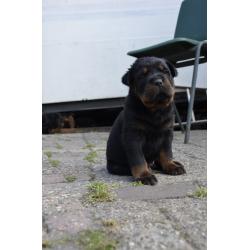 rottweiler sharpei puppy's