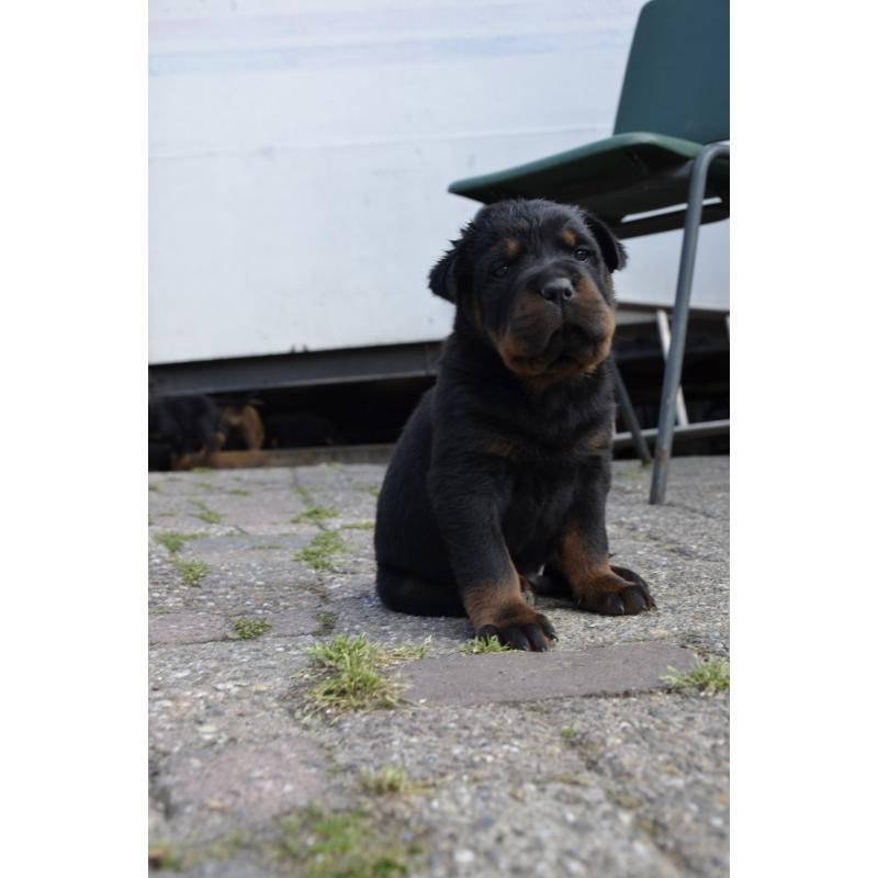 rottweiler sharpei puppy's