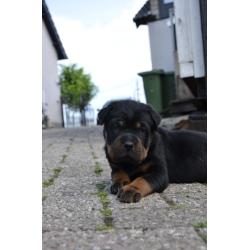 rottweiler sharpei puppy's