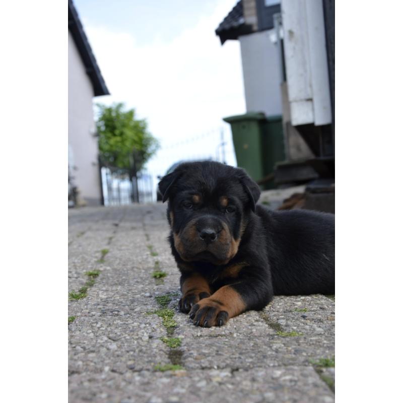 rottweiler sharpei puppy's