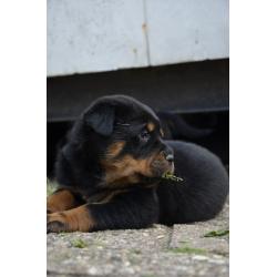 rottweiler sharpei puppy's