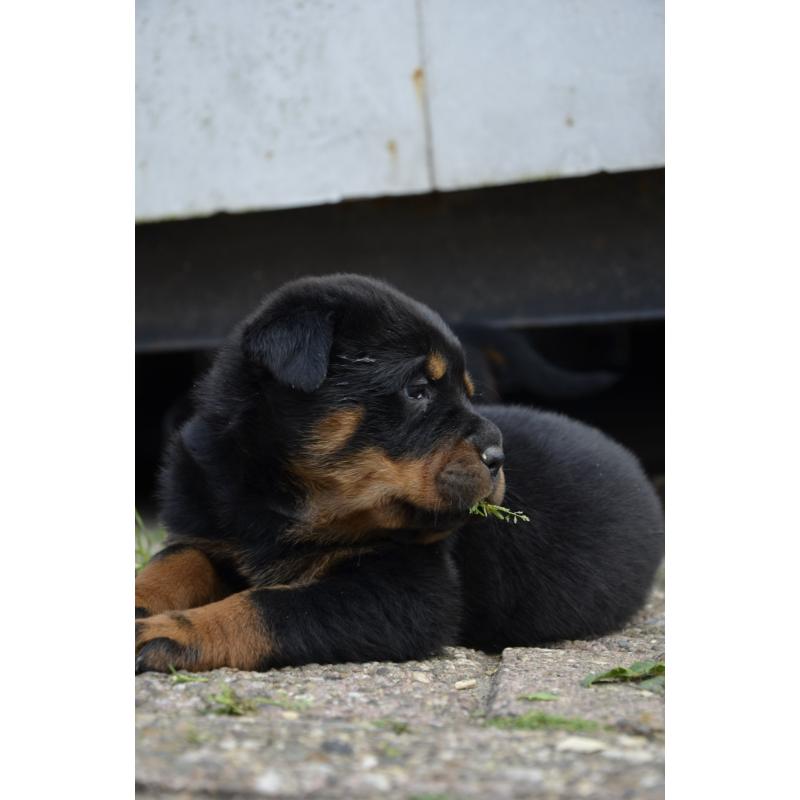 rottweiler sharpei puppy's