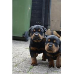 rottweiler sharpei puppy's