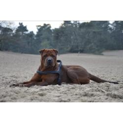 rottweiler sharpei puppy's