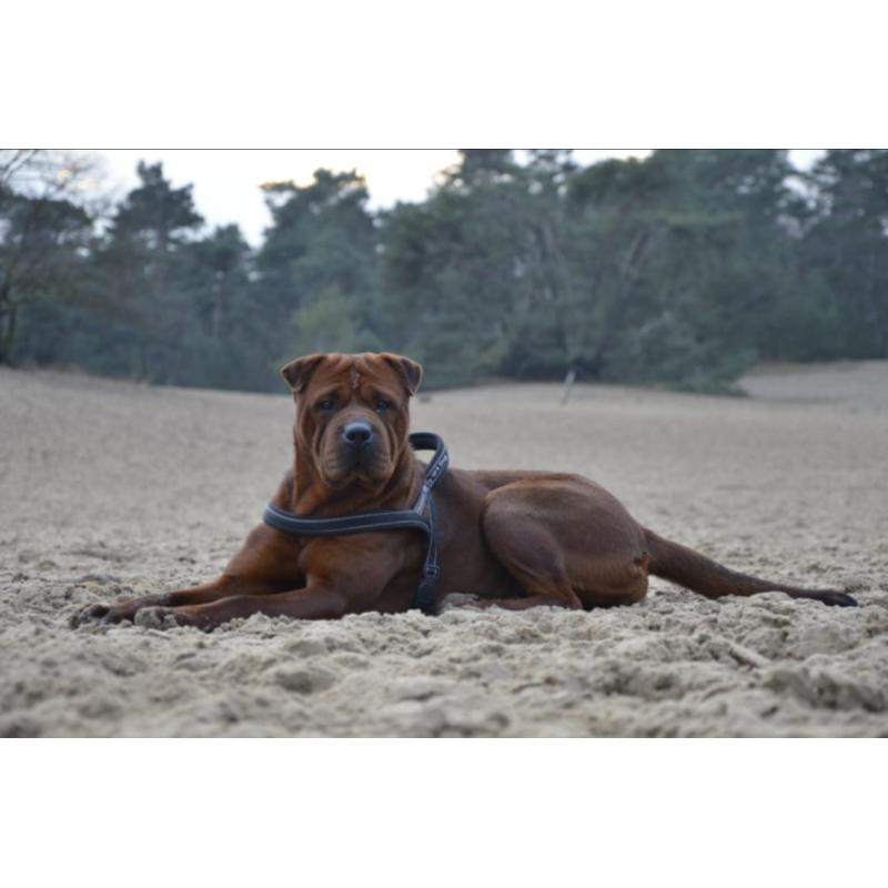 rottweiler sharpei puppy's
