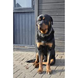 rottweiler sharpei puppy's