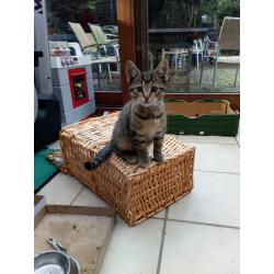 zes tiger kittens europese korthaar