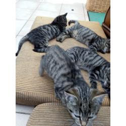 zes tiger kittens europese korthaar
