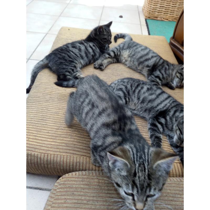 zes tiger kittens europese korthaar