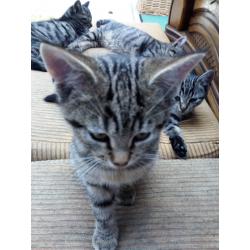 nog 5 kittens, Europese korthaar, tigertjes.