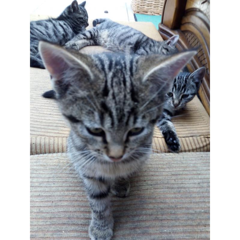 nog 5 kittens, Europese korthaar, tigertjes.