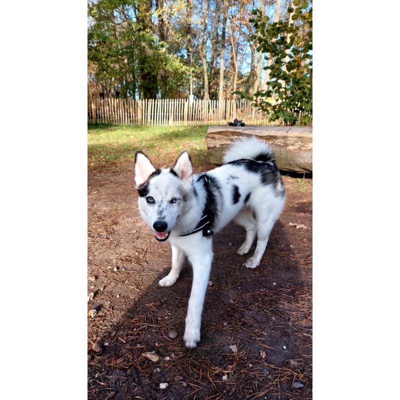 Pomsky pup