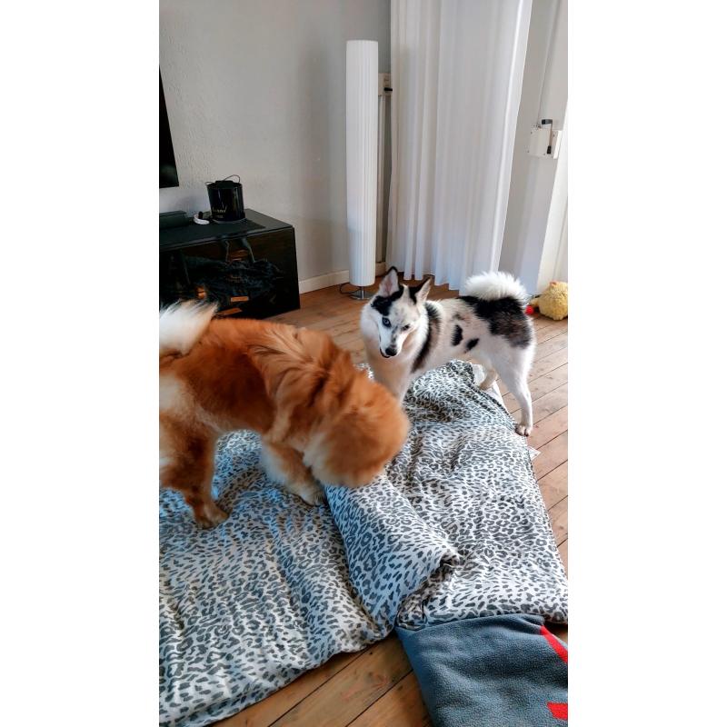Pomsky pup