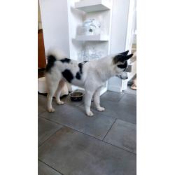 Pomsky pup