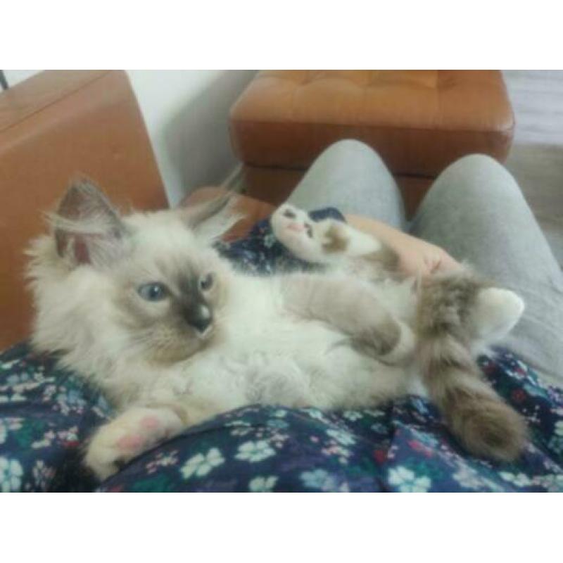2 SUPER LIEVE RASZUIVER Ragdoll Kittens Katin & Katertje