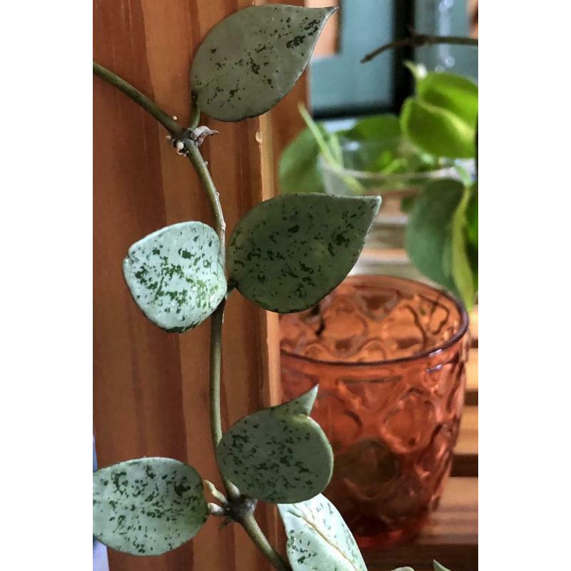 RARE Hoya Krohniana 'Super Eskimo', silver leaves, stekjes, plant