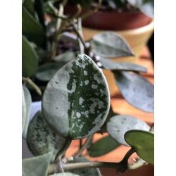 RARE Hoya Krohniana 'Super Eskimo', silver leaves, stekjes, plant