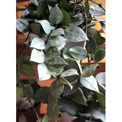 RARE Hoya Krohniana 'Super Eskimo', silver leaves, stekjes, plant