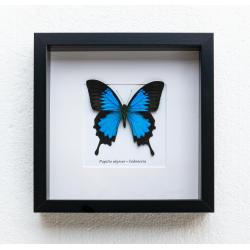 opgezette vlinder in kader