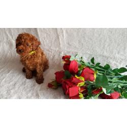 Speelgoed poedel diep rode puppy's