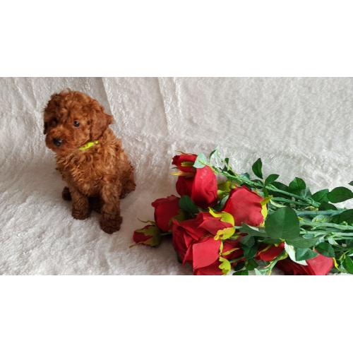 Speelgoed poedel diep rode puppy's