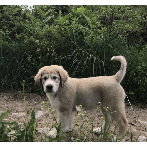 Centraal-Aizatische herdershond puppy