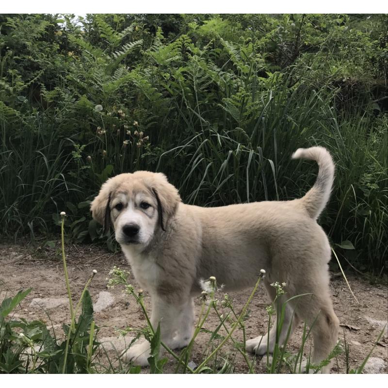 Centraal-Aizatische herdershond puppy