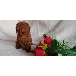 Speelgoed poedel diep rode puppy's