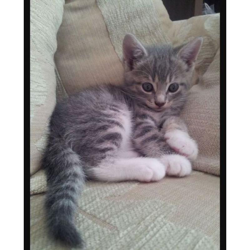 Kitten gezocht!