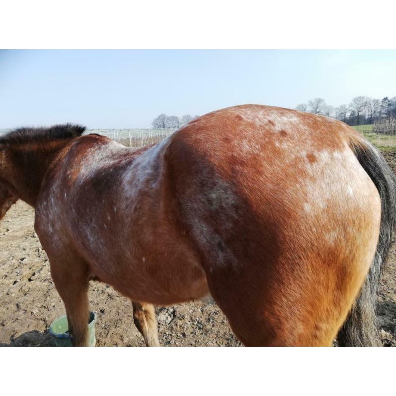 Appaloosa merrie Lola