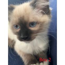 Prachtige Ragdoll kittens
