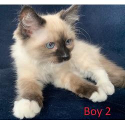 Prachtige Ragdoll kittens