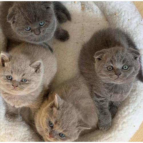 british shorthair kittens for adoption