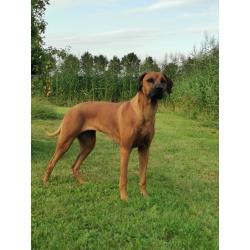 Rhodesian Ridgeback pup met stamboom