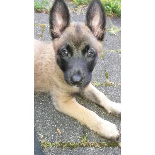 mechelse herder pup reutje 4maand