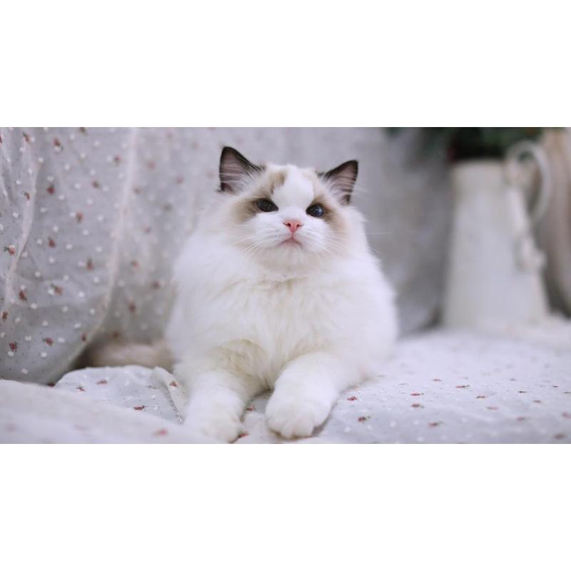 British shorthair and ragdoll kittens