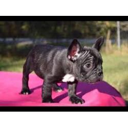 Franse Bulldog-puppy's klaar voor adoptie