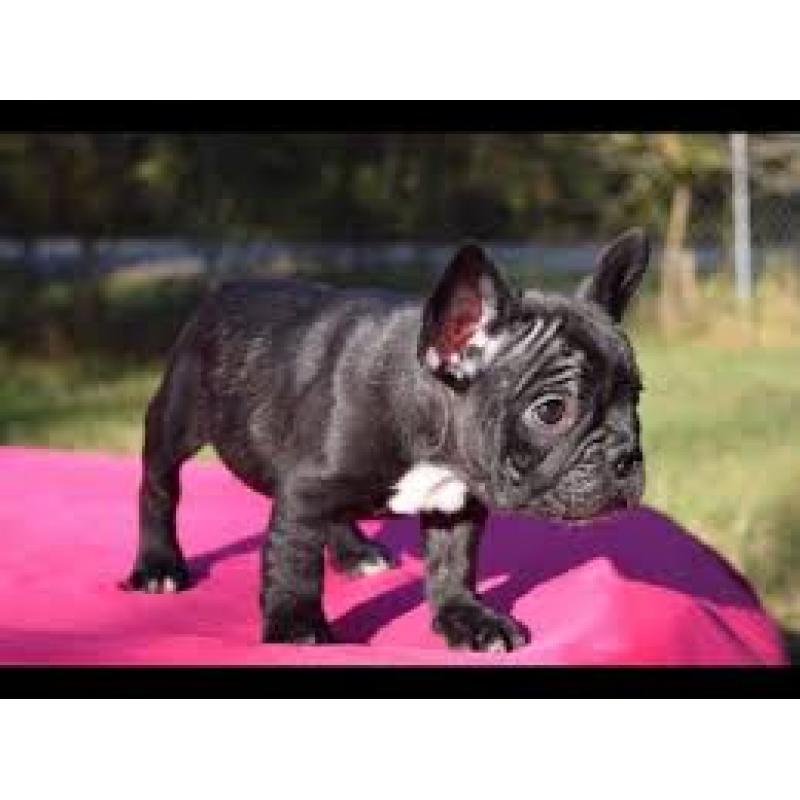 Franse Bulldog-puppy's klaar voor adoptie