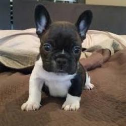 Franse Bulldog-puppy's klaar voor adoptie