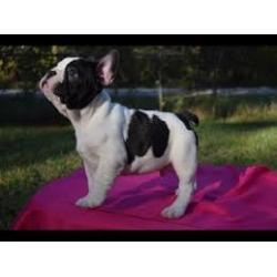 Franse Bulldog-puppy's klaar voor adoptie