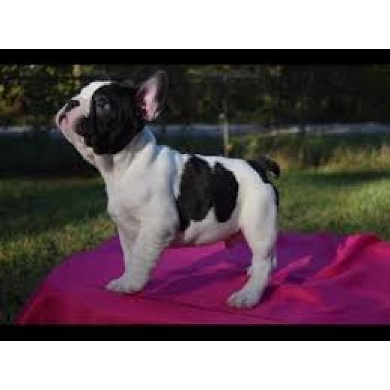 Franse Bulldog-puppy's klaar voor adoptie