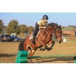 Trakehner , Ruin, 11 jaar