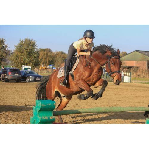 Trakehner , Ruin, 11 jaar