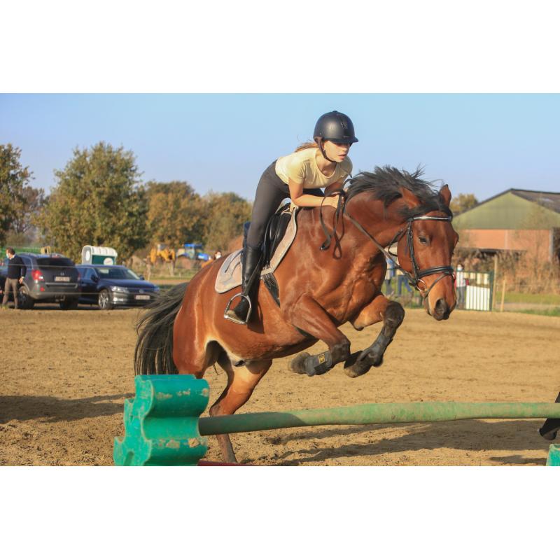 Trakehner , Ruin, 11 jaar