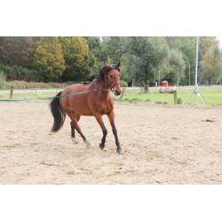 Trakehner , Ruin, 11 jaar