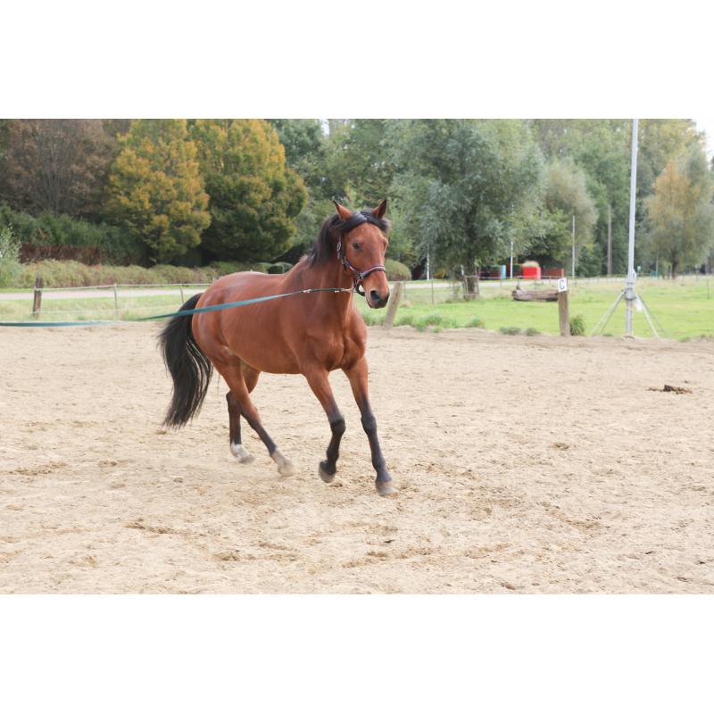 Trakehner , Ruin, 11 jaar
