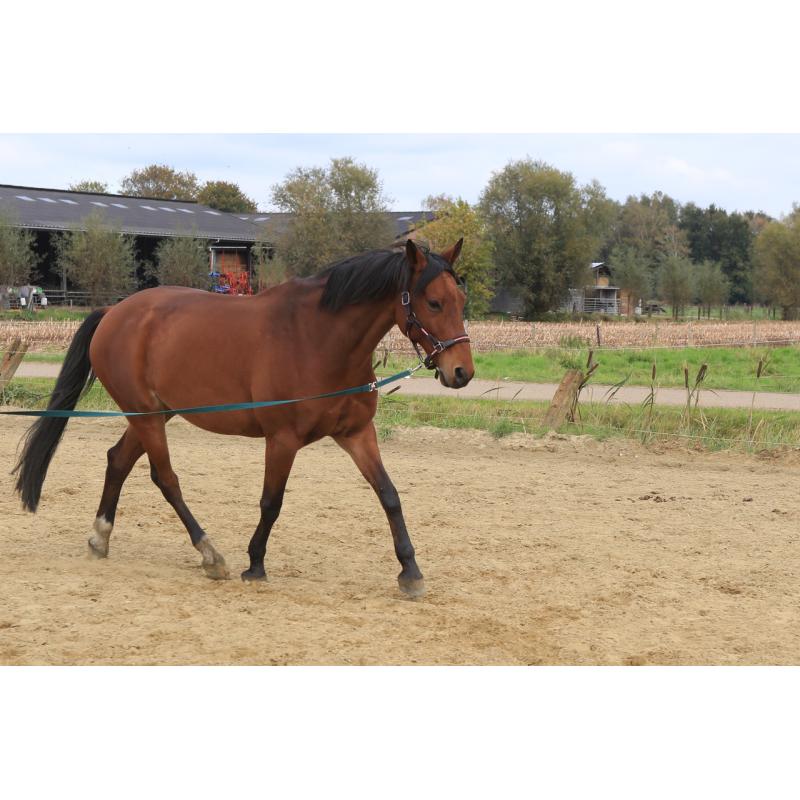 Trakehner , Ruin, 11 jaar